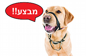??????מבצע מבצע מבצע רתמת נגד משיכות HALTI מידה 1 ו מידה 4 ב 50 שקלים בלבד!!!!!?????? ??????מבצע מבצע מבצע רתמת נגד משיכות HALTI מידה 1 ו מידה 4 ב 50 שקלים בלבד!!!!!??????