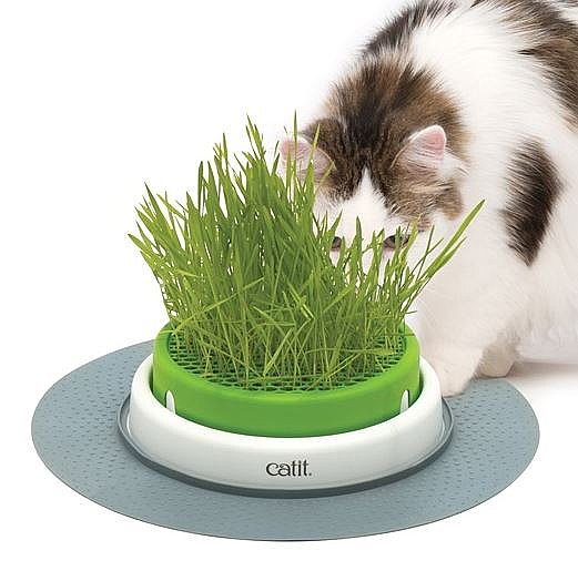 ��� ���� ������� ����� ����� �� ���� ����� CATIT