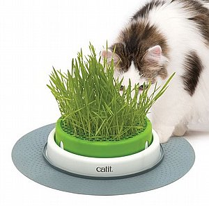 ��� ���� ������� ����� ����� �� ���� ����� CATIT