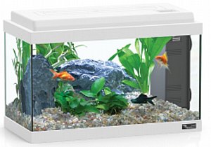 �������� ����� ������� 40 ���