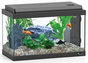 �������� ����� ������� 40 ����