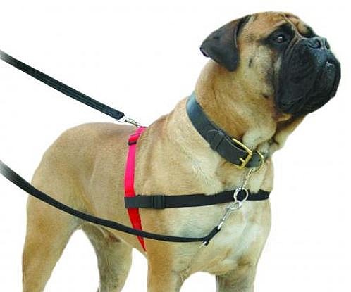 ���� ��� ��� ������ ���� - HALTI Harness ����� �����