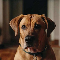 �����! ��� �����,�� �����?!