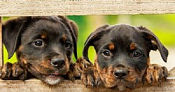  🐶