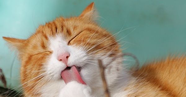 ������ ������😻