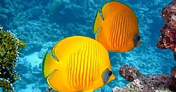   🐟