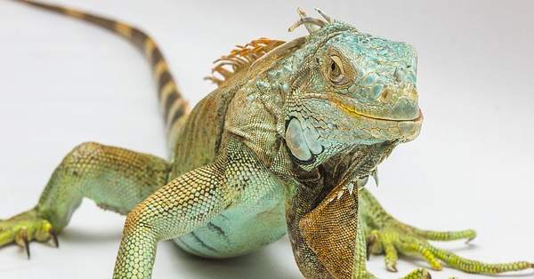 ���� ����� ������🐍