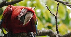   🐦