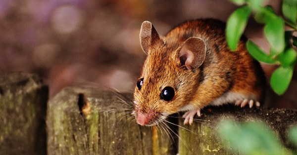 ���� ����� �������🐰