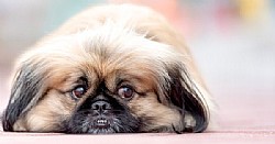 ����� Pekingese �� �� ����� ����