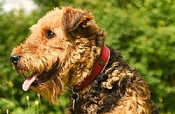   Airedale Terrier  