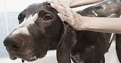 ����� ���� - ��� �� ����� ����