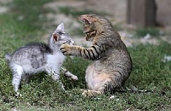 ��� ����� ����� ��� ����� �� ������?