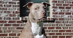  -    - American pit bull terrier