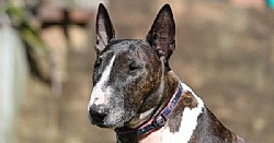   - Bull Terrier 
