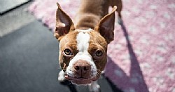   - Boston terrier    !