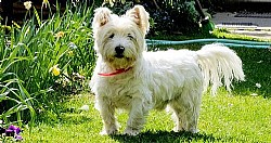     - West Highland White Terrier 