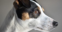 '   - Jack Russell Terrier 