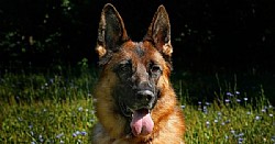   /   / German Shepherd