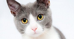 ����� ������ ������ - ������� ��������