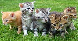 ��� �� ������� ����� ���� ���� ������� ����?