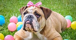   - English Bulldog