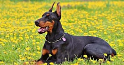  ' - Doberman Pinscher