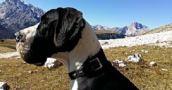   - Great Dane