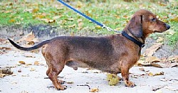   () - Dachshund