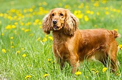   - cocker spaniel