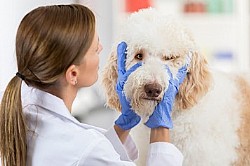 ����� ������ ��� �����