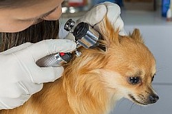 ����� ������� ��� �����