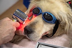 ��� ������ ������