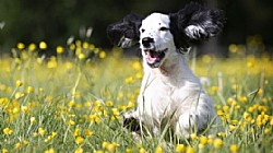 ��� ����� ���� ������ ������� ����