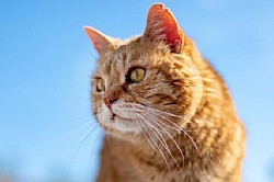 �� ���� ������� �����