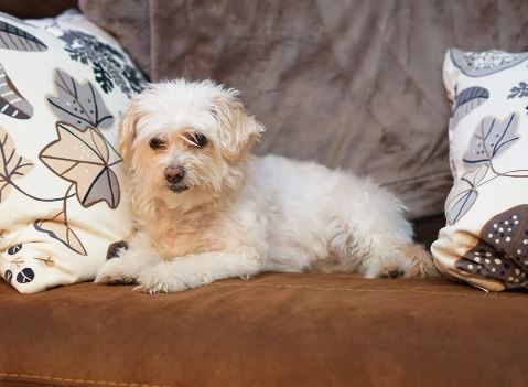 בישון פריז על ספה בישון פריז