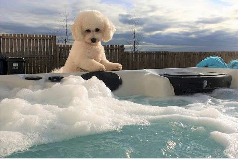 כלב בישון פריז מסתכל לבריכה כלב בישון פריז