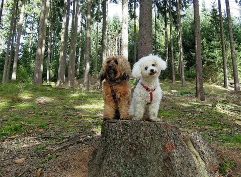 כלב בישון פריז בישון פריז ביער