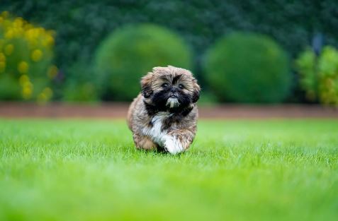 כלב שיצו כלב שיצו בשדה