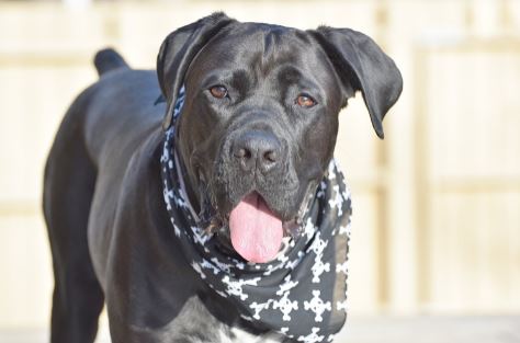 כלב קיין קורסו כלב קיין קורסו