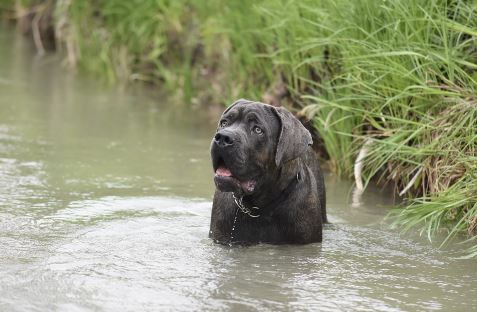 כלב קיין קורסו במים כלב קיין קורסו