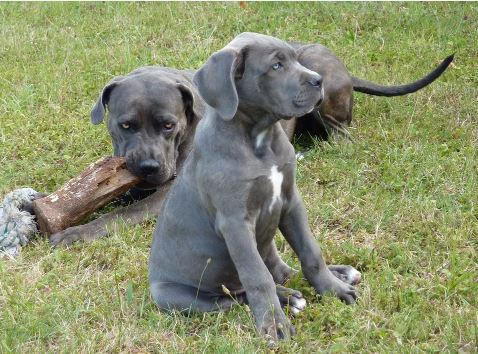 כלבי קיין קורסו בוגר וגור כלבי קיין קורסו בוגר וגור