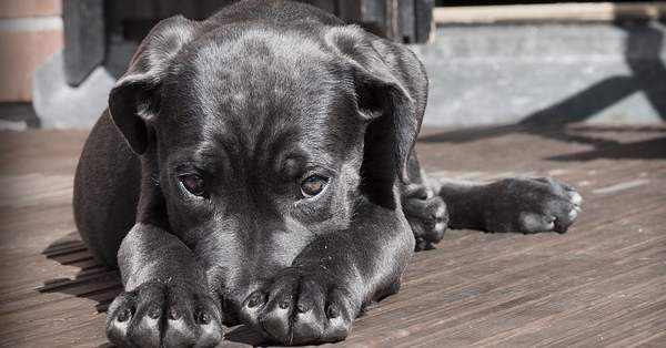 גור כלבים גור כלבים