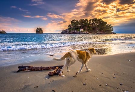 כלב מטייל על חוף צמוד לים כלב מטייל על חוף צמוד לים
