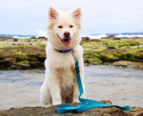 כלבים שמח בים כלבים שמח בים