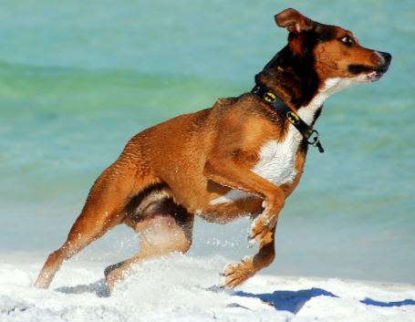 כלב עם קולר רץ בים כלב עם קולר רץ בים