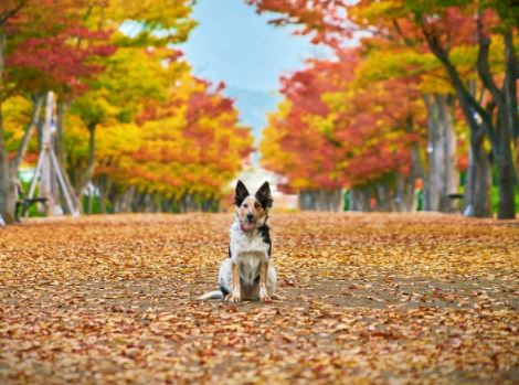 כלב יושב בשמורת טבע כלב יושב בשמורת טבע