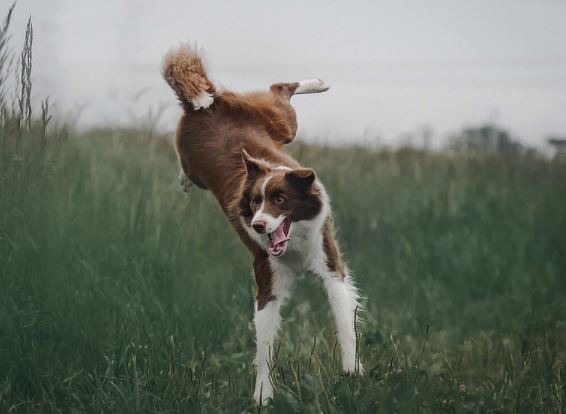 כלב רץ בשמורת טבע כלב רץ בשמורת טבע