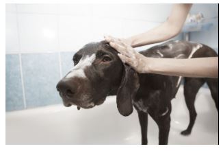 לשטוף כלב לשטוף כלב