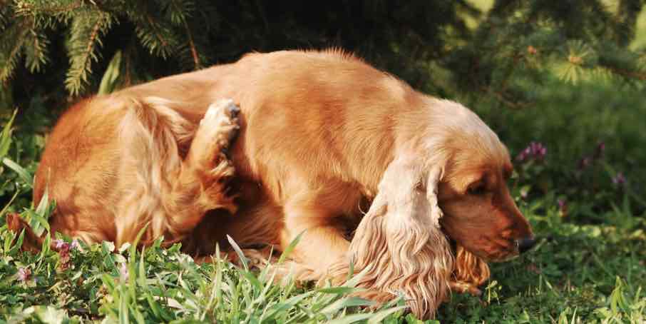 כלב מתגרד כלב מתגרד